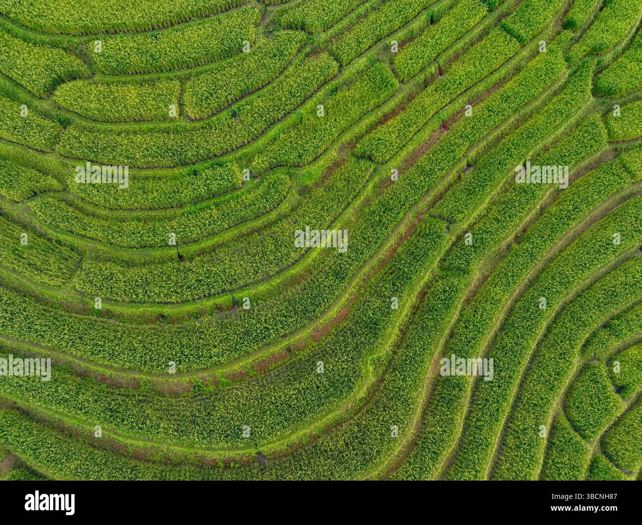 Beppu Rice Terrace Field Green rice terrace field landscape. Eco living, organic farming, and ...