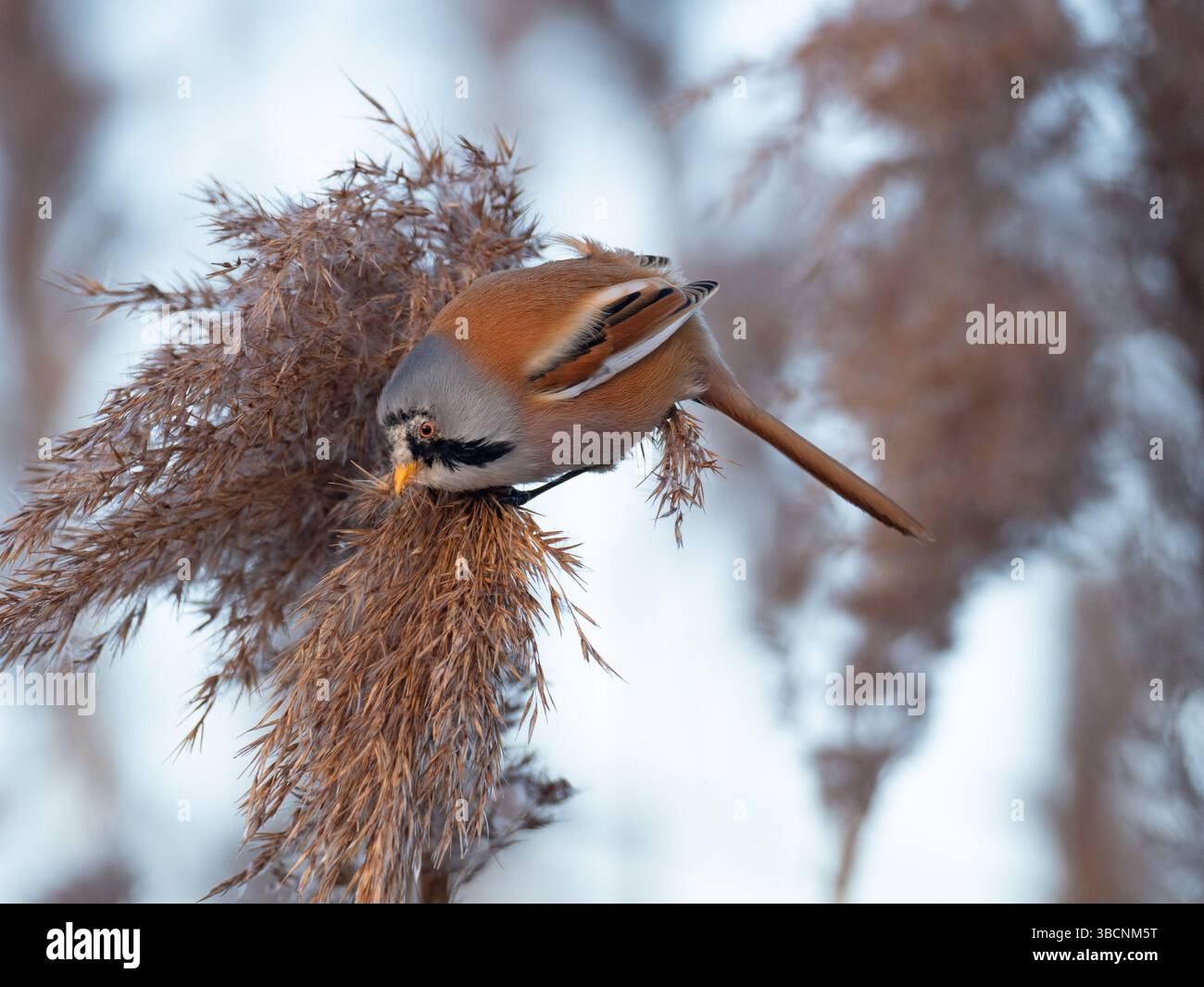 Bearded reedling Panurus biarmicus male with probable mite infestation ...