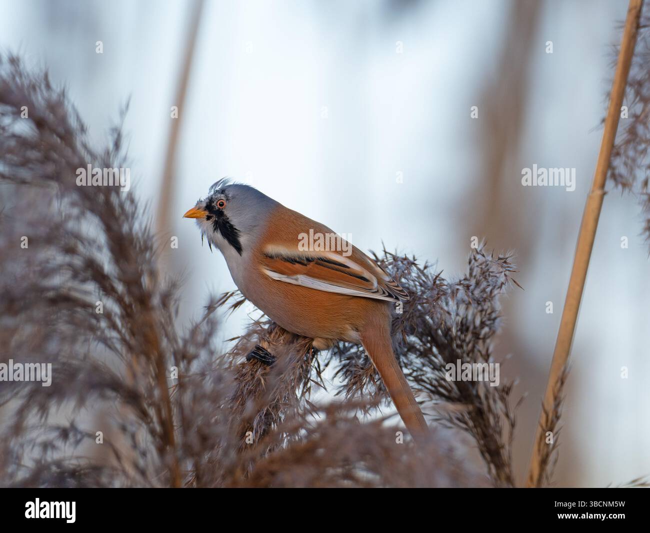 Bearded reedling Panurus biarmicus male with probable mite infestation ...