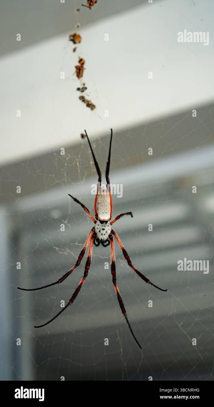 close-up portrait from spider in my home, hanging on its web with a ceiling background Stock Photo