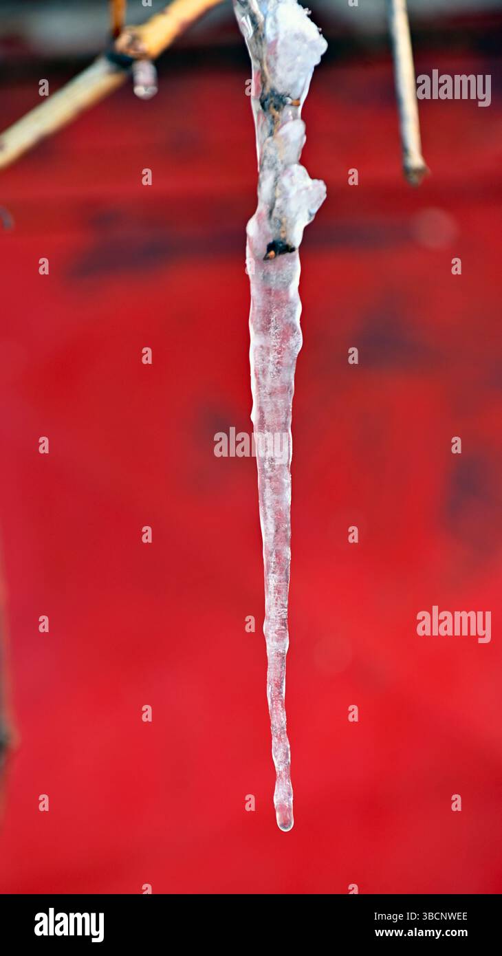 icicle hanging on a twig on red background. Stock Photo