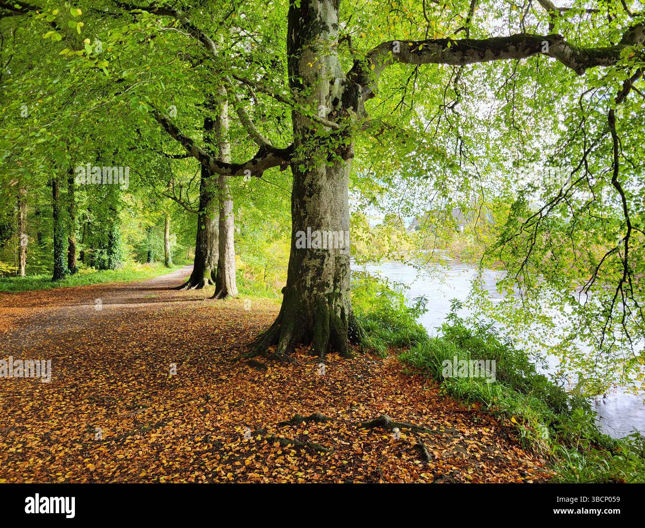 Autumn Walk Through Drumboe Woods, County Donegal - Smartphone Captured Stock Image