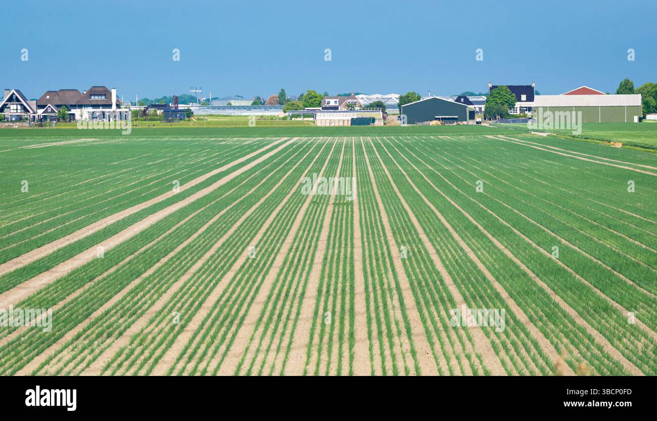 Crops are planted in straight rows in an agricultural field Stock Photo ...
