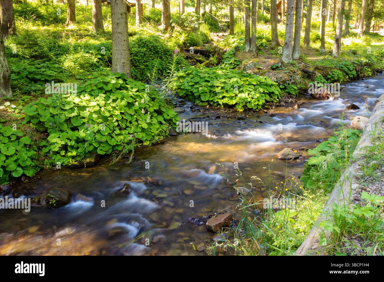 landscape with brook in the forest. scenic view. stones in the creek. trees on the shore. sunny weather in summer. vacation season in woodland Stock Photo