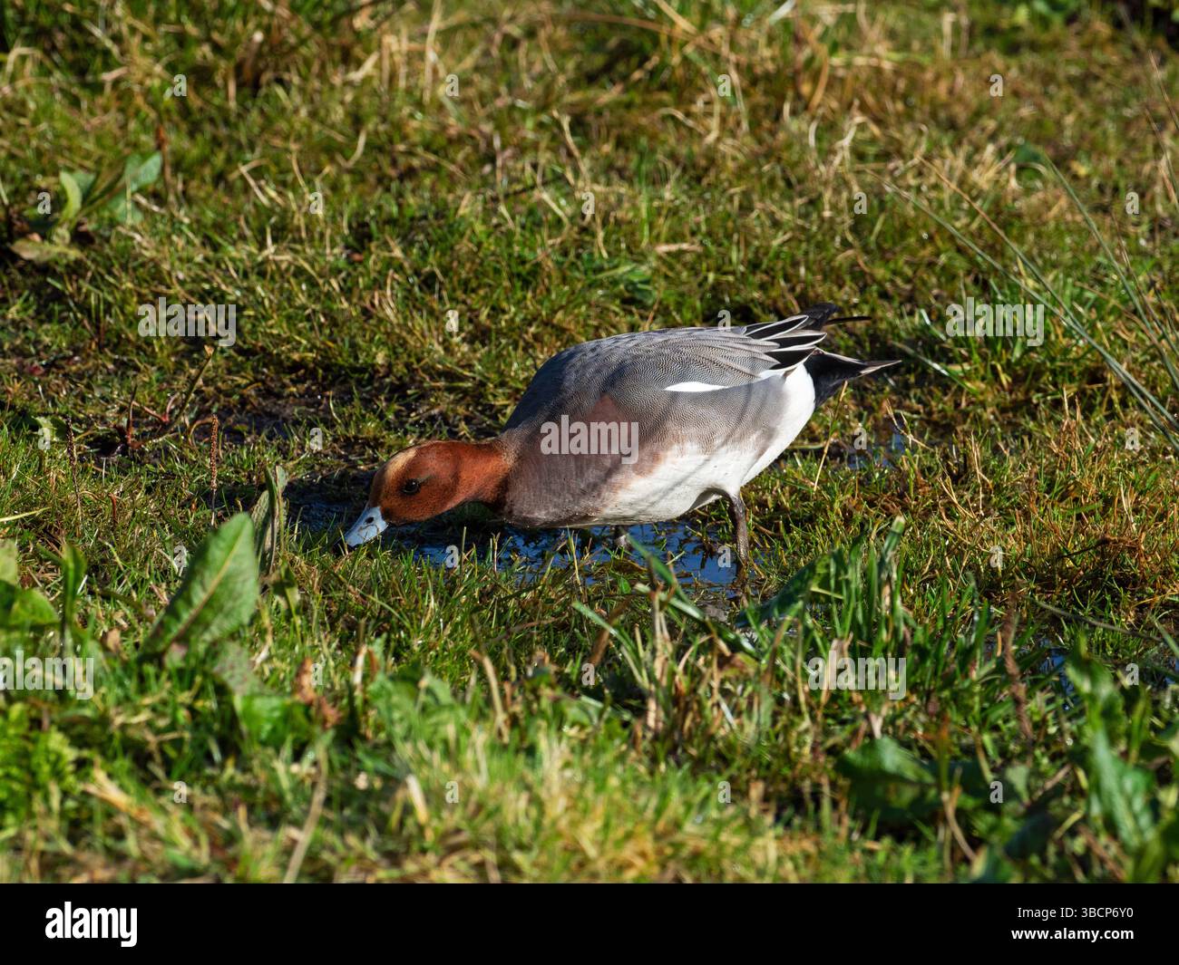 Eurasian wigeon Anas penelope male grazing, Catcott Lows Nature Reserve ...