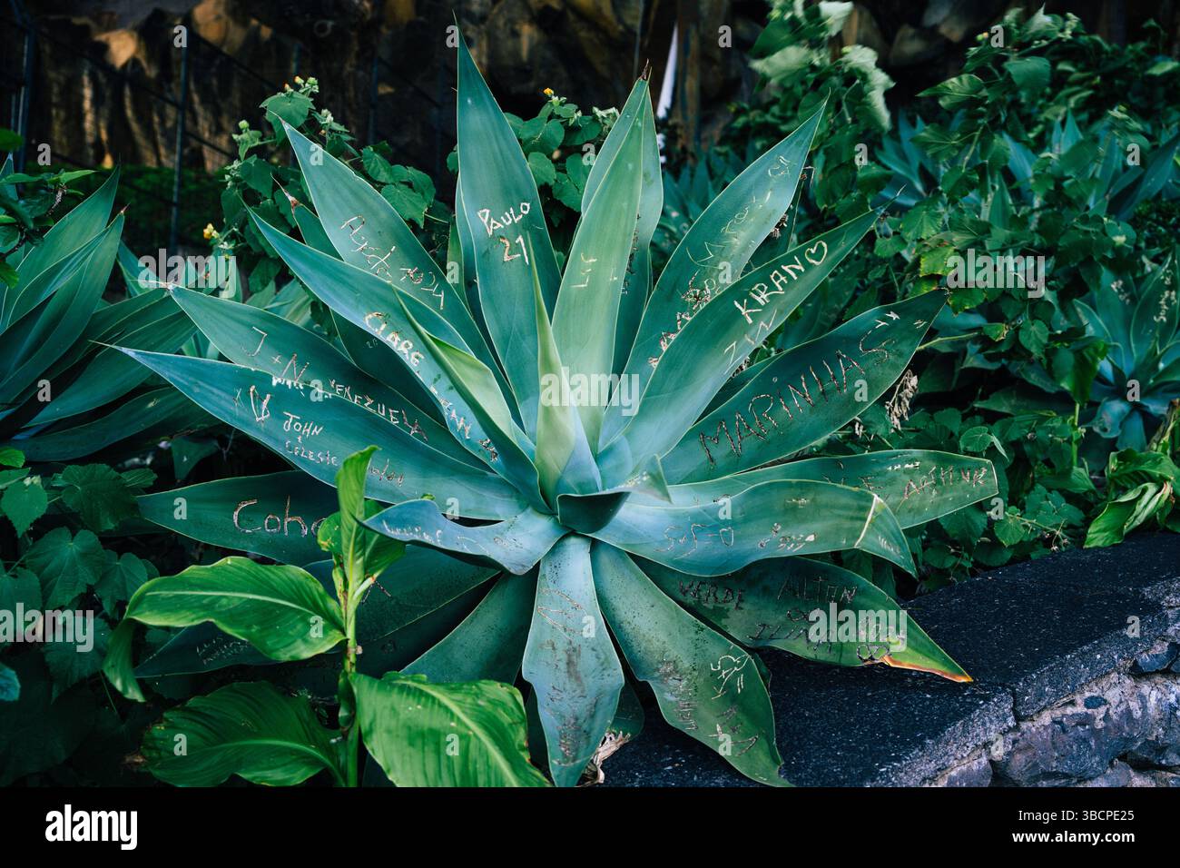Agave plant leaves carved with names and dates in a lush green garden  setting Stock Photo - Alamy