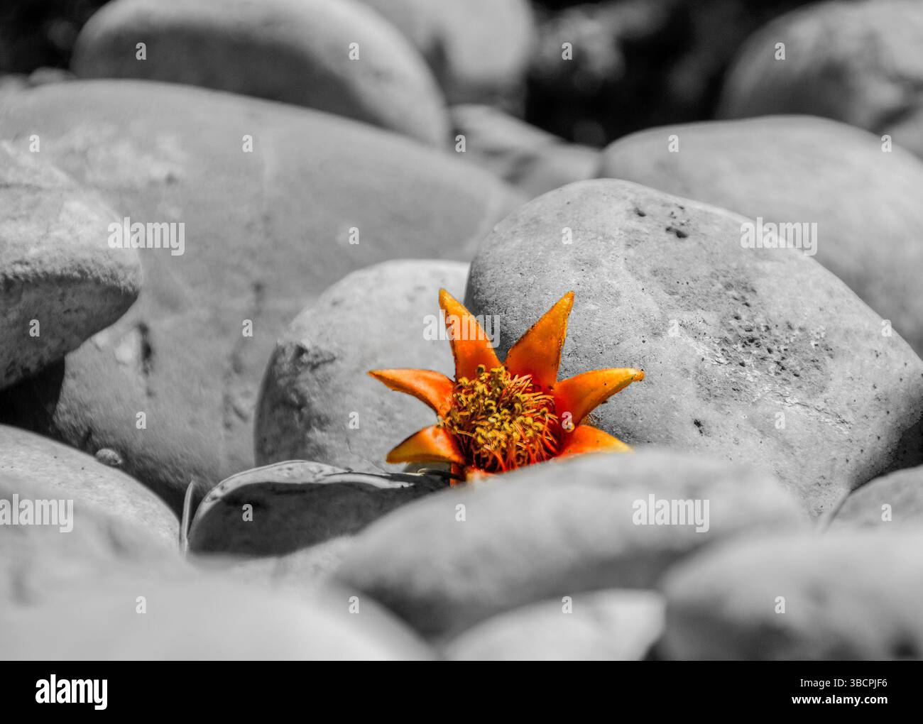 one pomegranate blossom on the ground. Low angle and close up capture. Stock Photo