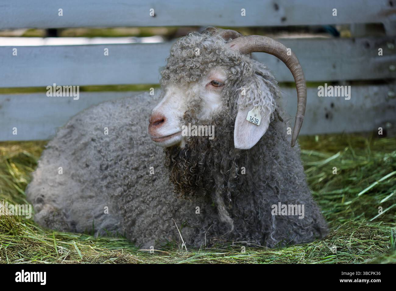 Woolly goats on the farm Stock Photo
