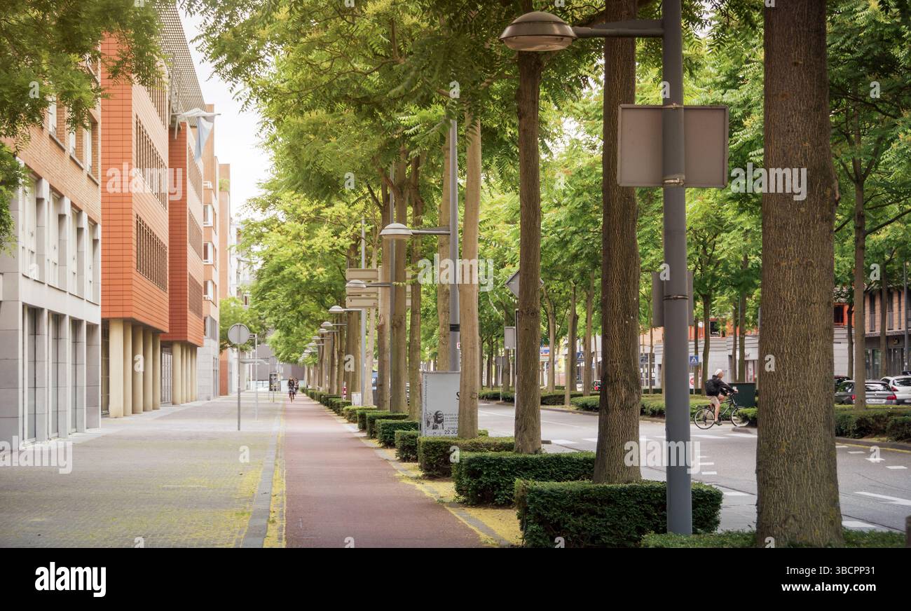 Avenue trees in netherlands hi-res stock photography and images - Alamy