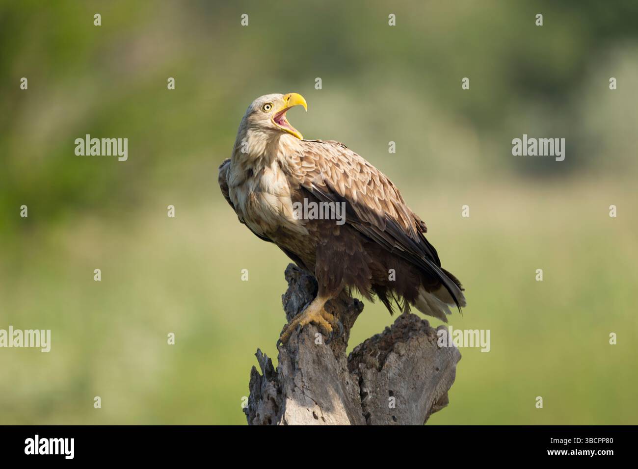 White-tailed eagle (Haliaeetus albicilla) adult female perched on a rotting tree stump, head turned and beak open while calling - Stock Image