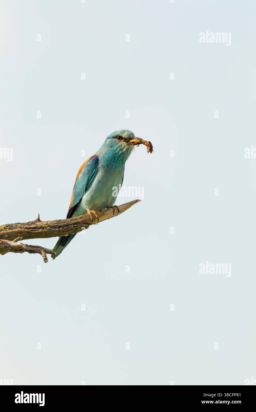 European roller (Coracias garrulus) adult perched on a broken branch with a large insect in its beak, set against a pale background - Stock Image