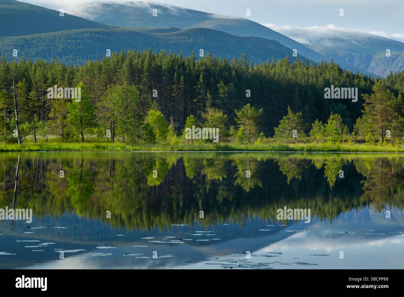Morning view across Uath Lochans towards lush green tree relections and cloud topped Cairngorm mountains in the distance - Stock Image