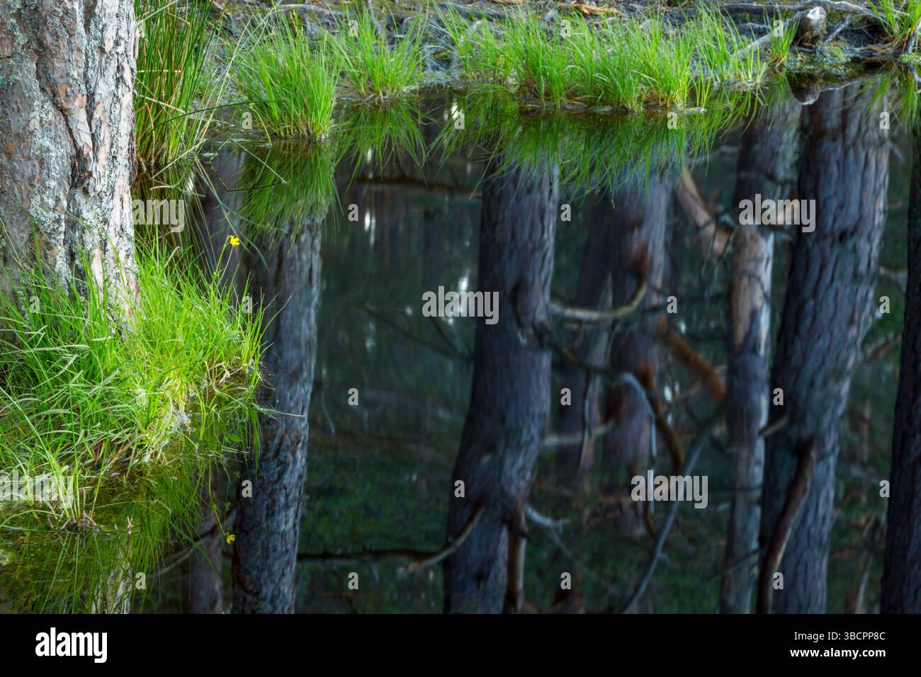 Scots Pine (Pinus sylvestris) trees also known as Scotch pine, Baltic pine and European red pine reflected in Uath Lochans - Stock Image