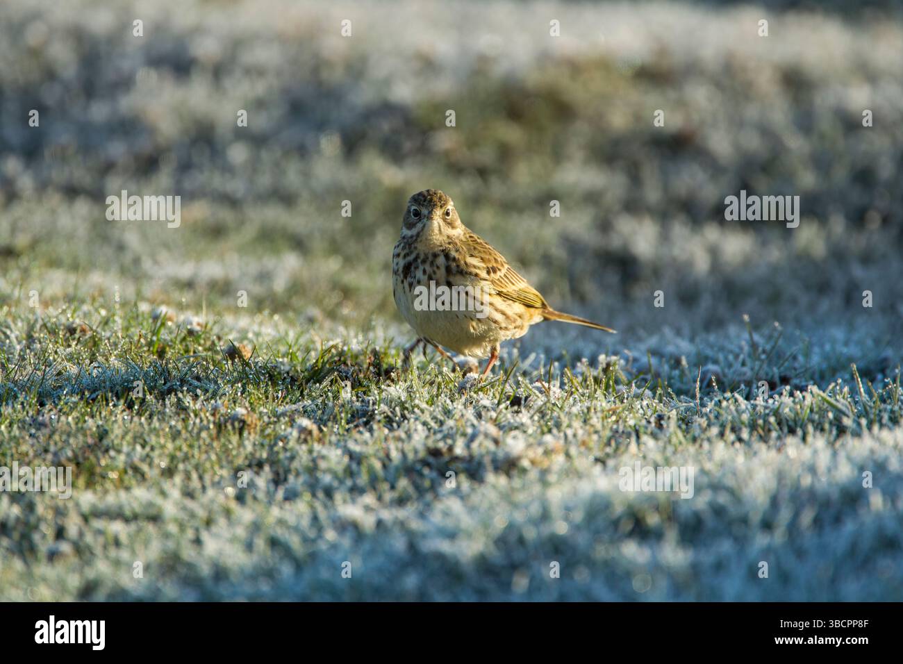 Meadow pipit (Anthus pratensis) adult standing on rapidly melting frosted grass in warm morning light in the North York Moors National Park - Stock Image