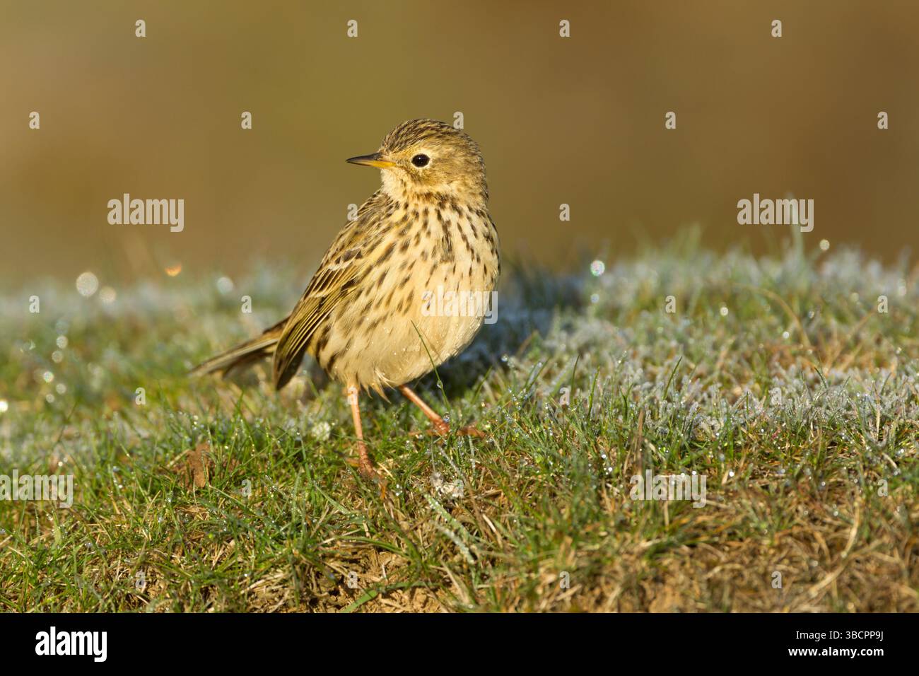 Meadow pipit (Anthus pratensis) adult standing on rapidly melting frosted grass in warm morning light in the North York Moors National Park - Stock Image