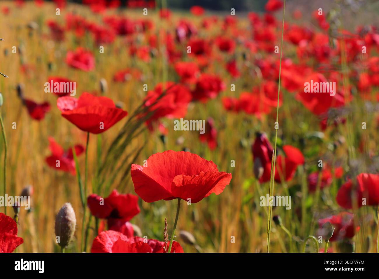 Colorful poppy flower field Stock Photo - Alamy