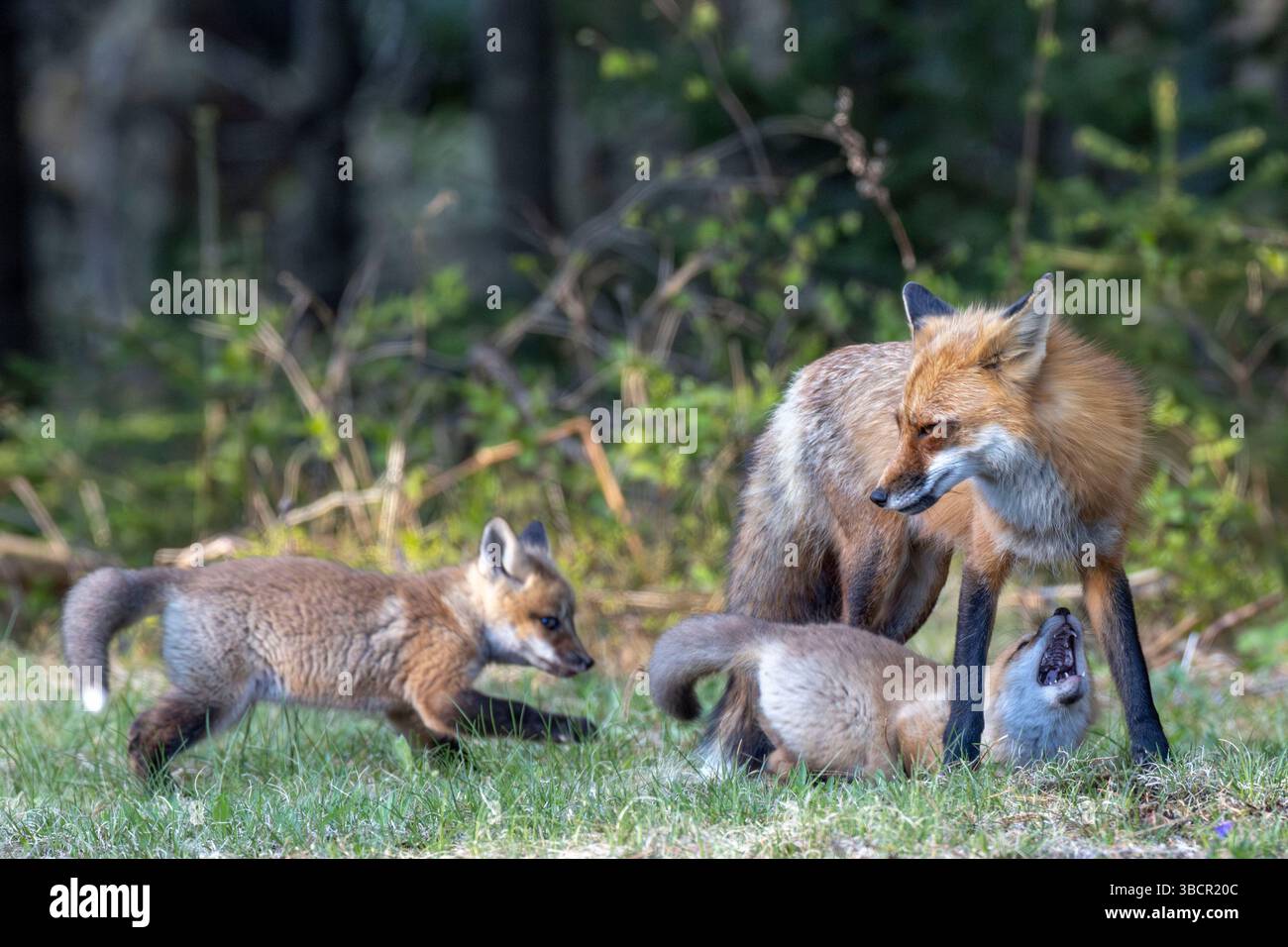 Fox cubs (kits) play at dusk outside Algonquin Provincial Park, Canada Stock Photo