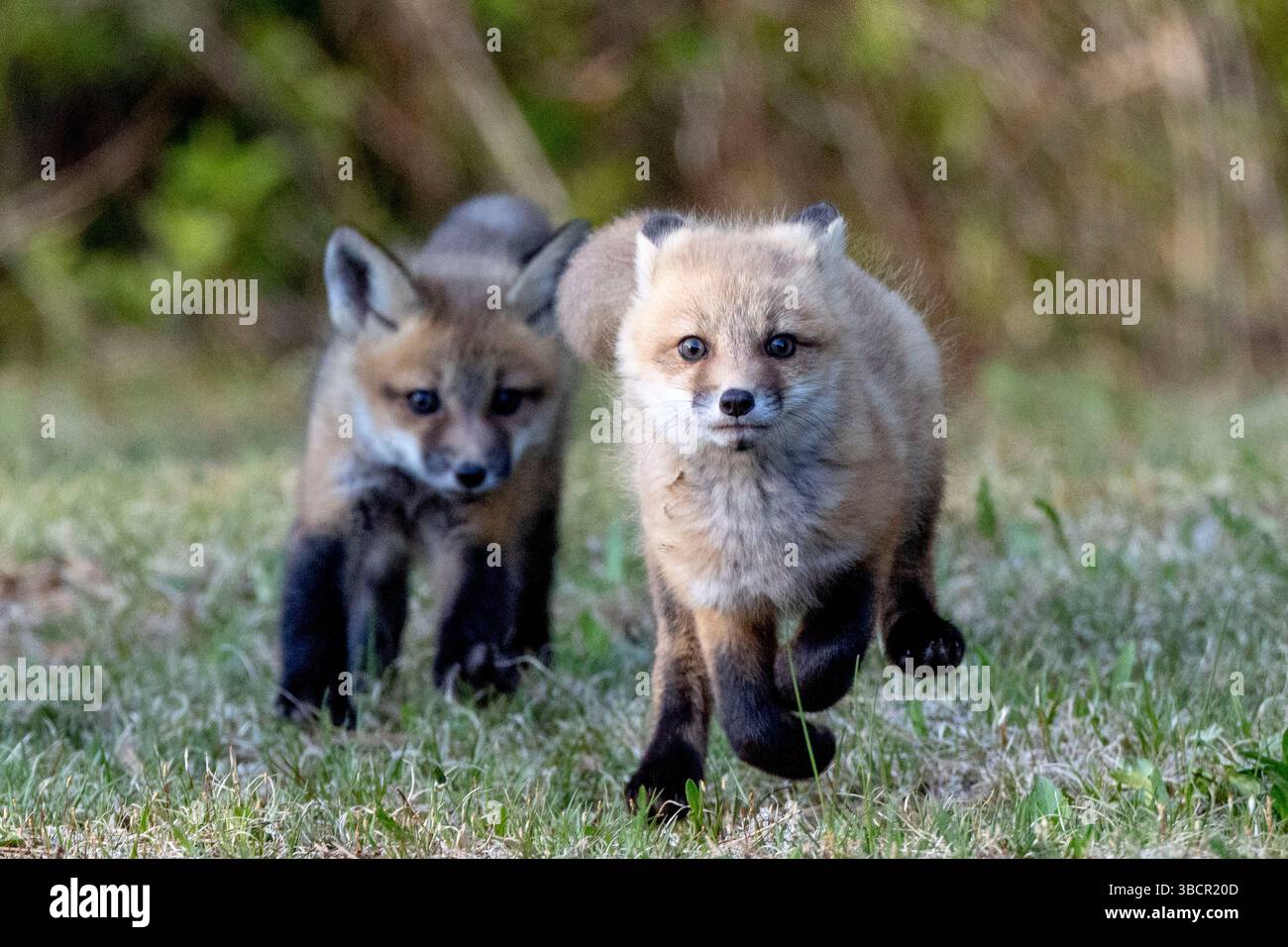 Fox cubs (kits) play at dusk outside Algonquin Provincial Park, Canada Stock Photo