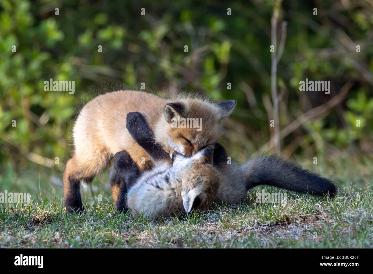 Fox cubs (kits) play at dusk outside Algonquin Provincial Park, Canada Stock Photo