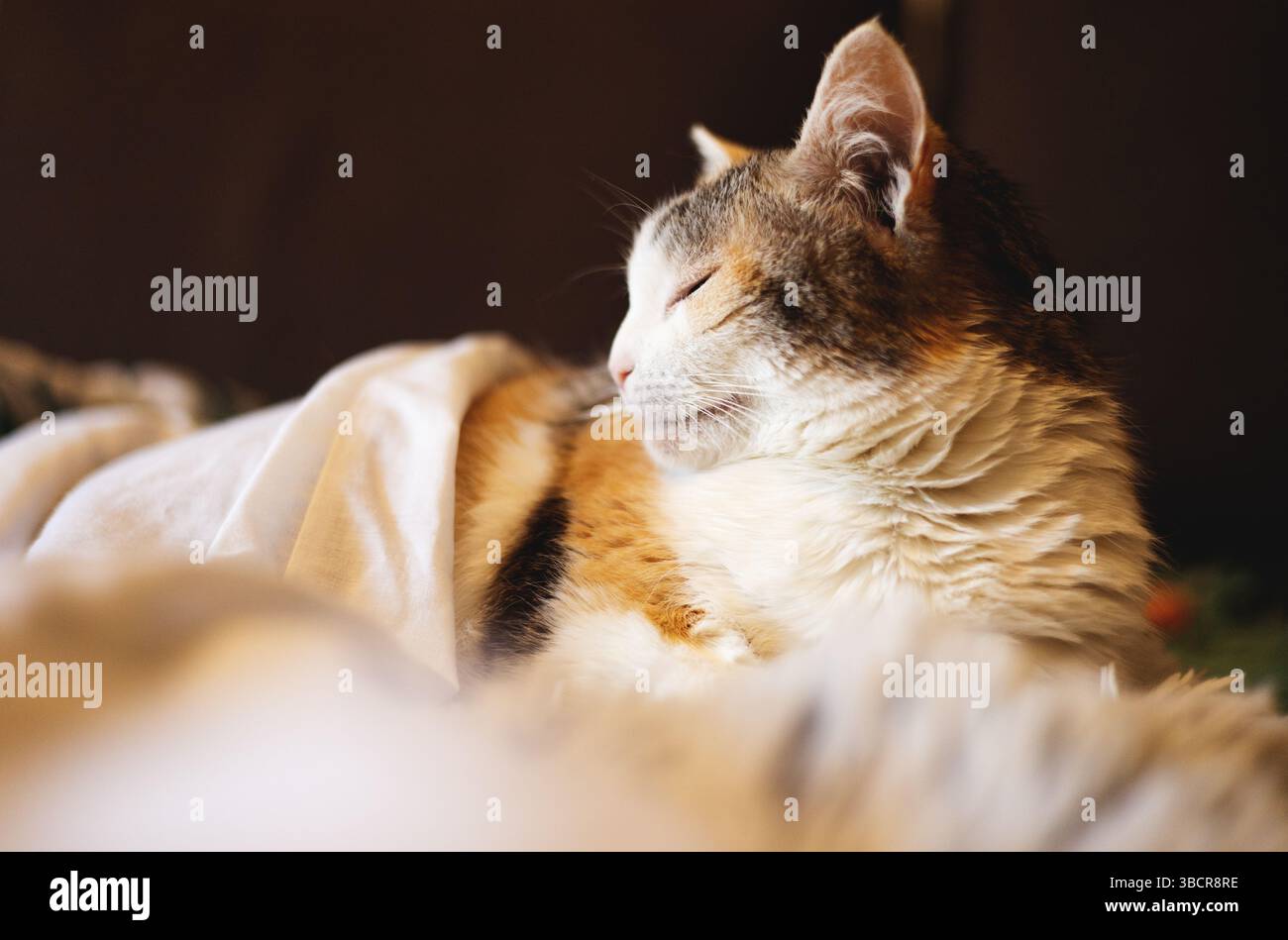 Sleeping cat under the blanket Stock Photo