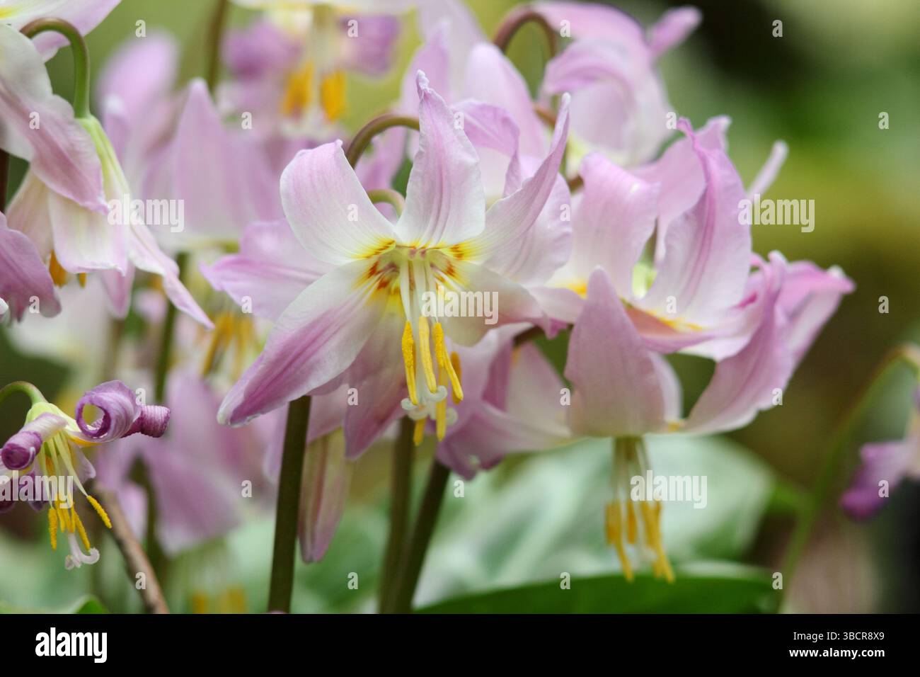 Erythronium Aberconwy Marbled Group blooming in a woodland garden in spring. UK Stock Photo