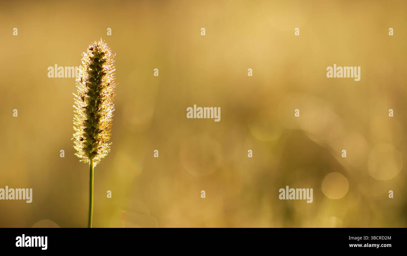 Web banner of grass ear in summer, pollen allergy, asthma background ...