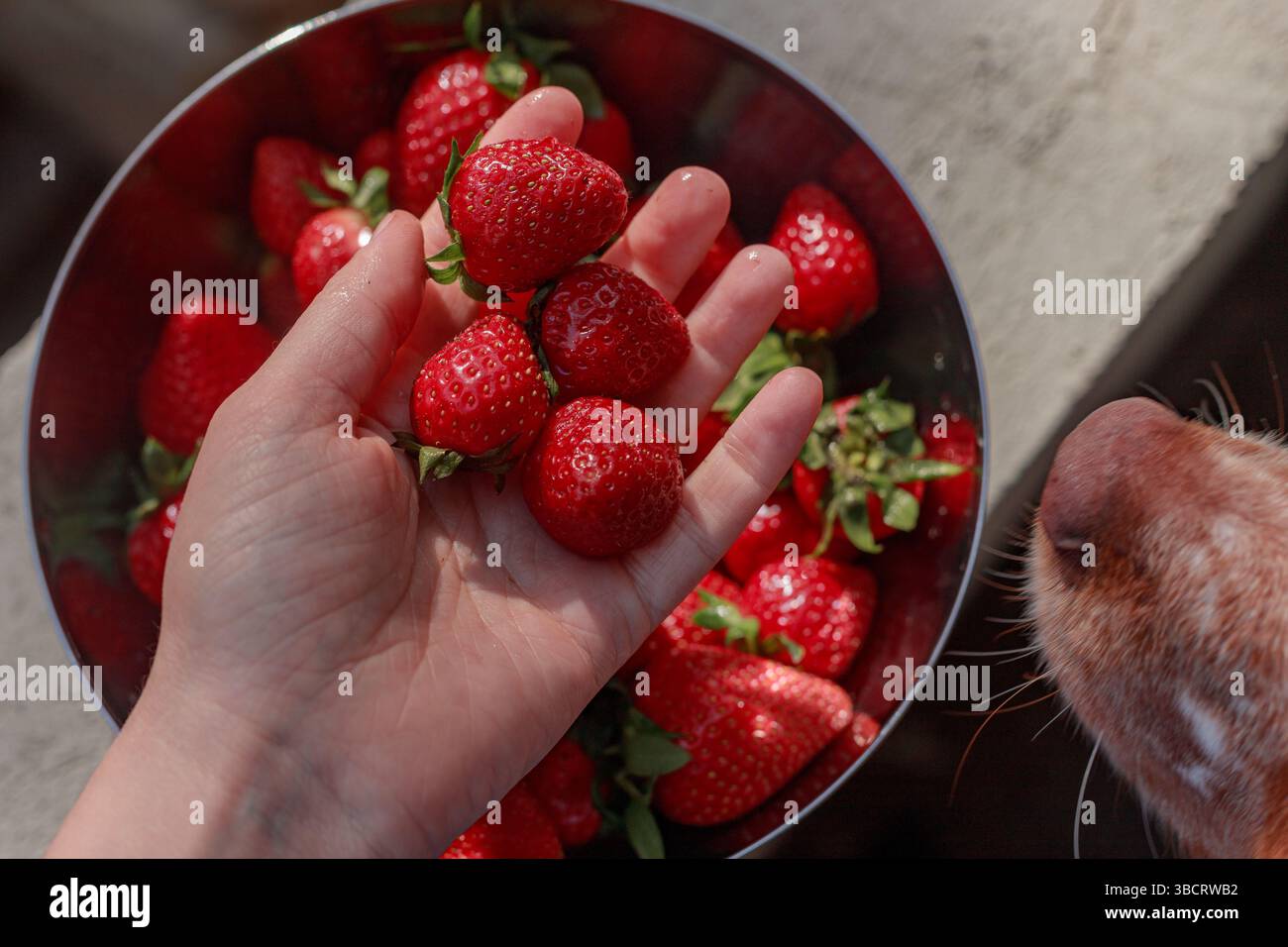 Red nose sniff human hi-res stock photography and images - Alamy