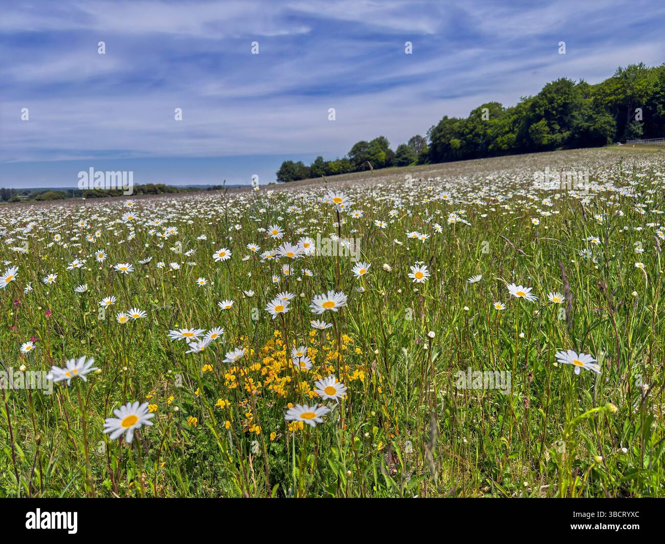 Oxeye Daisies in flower at Bury Hill Meadows. Andover, Hampshire, England. Stock Photo