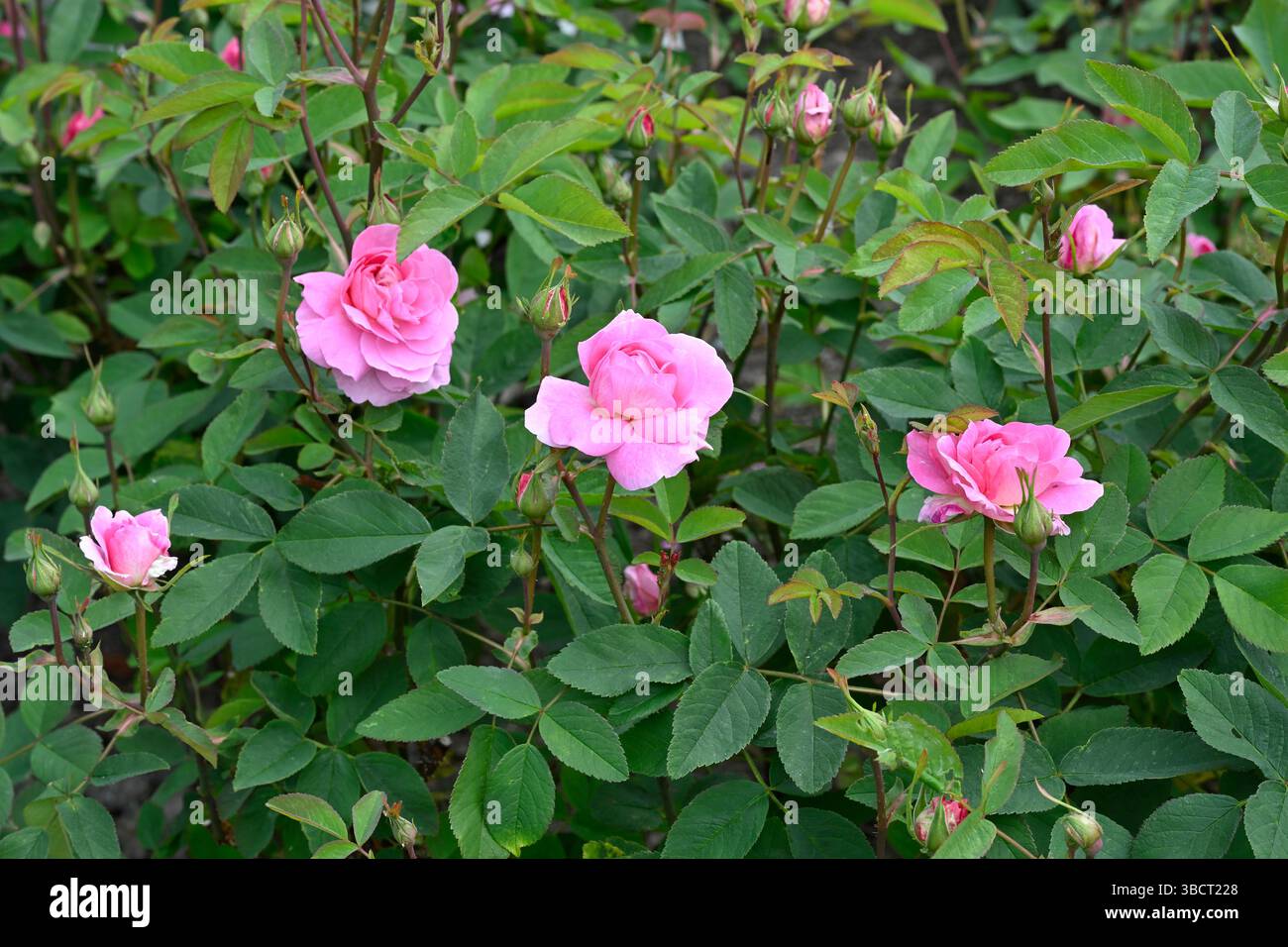 Pink English Shrub Roses Double pink flowers of English shrub rose Rosa The Mayflower UK garden ...