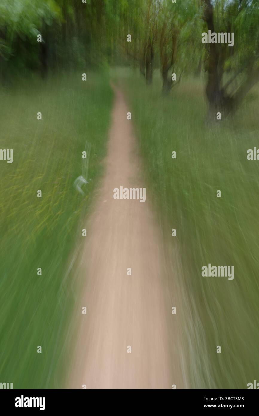 Path through grass and forest trees. Motion blur abstract landscape. Stock Photo