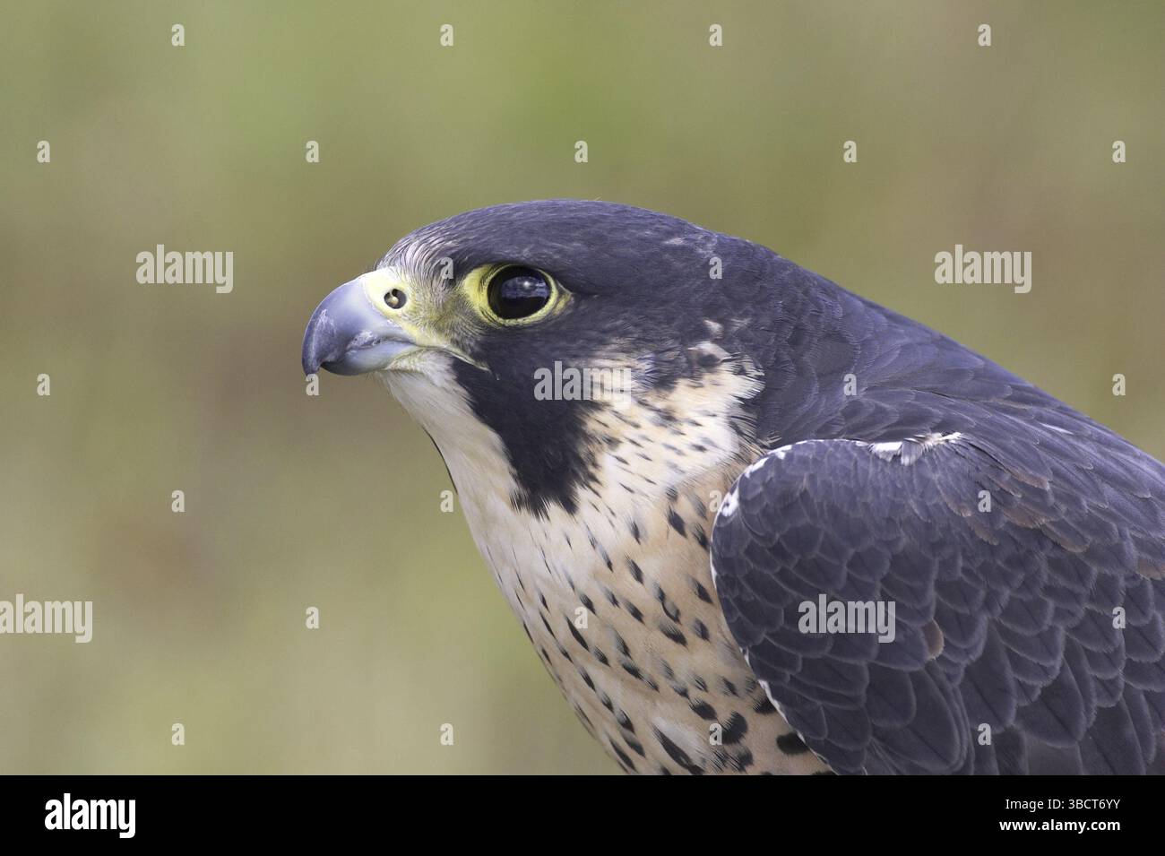 Peregrine Falcon (Falco peregrinus), adult, close-up of head, falconry ...