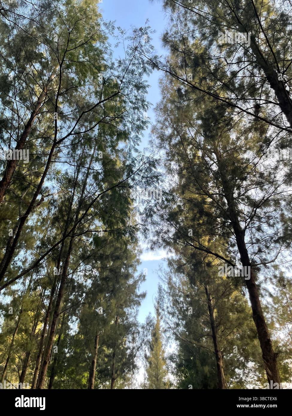 Peaceful pine forest bathed in fresh air and natural light—tranquil woodland escape offering serenity, crisp scents, and pure connection with nature. - Smartphone Captured Stock Image