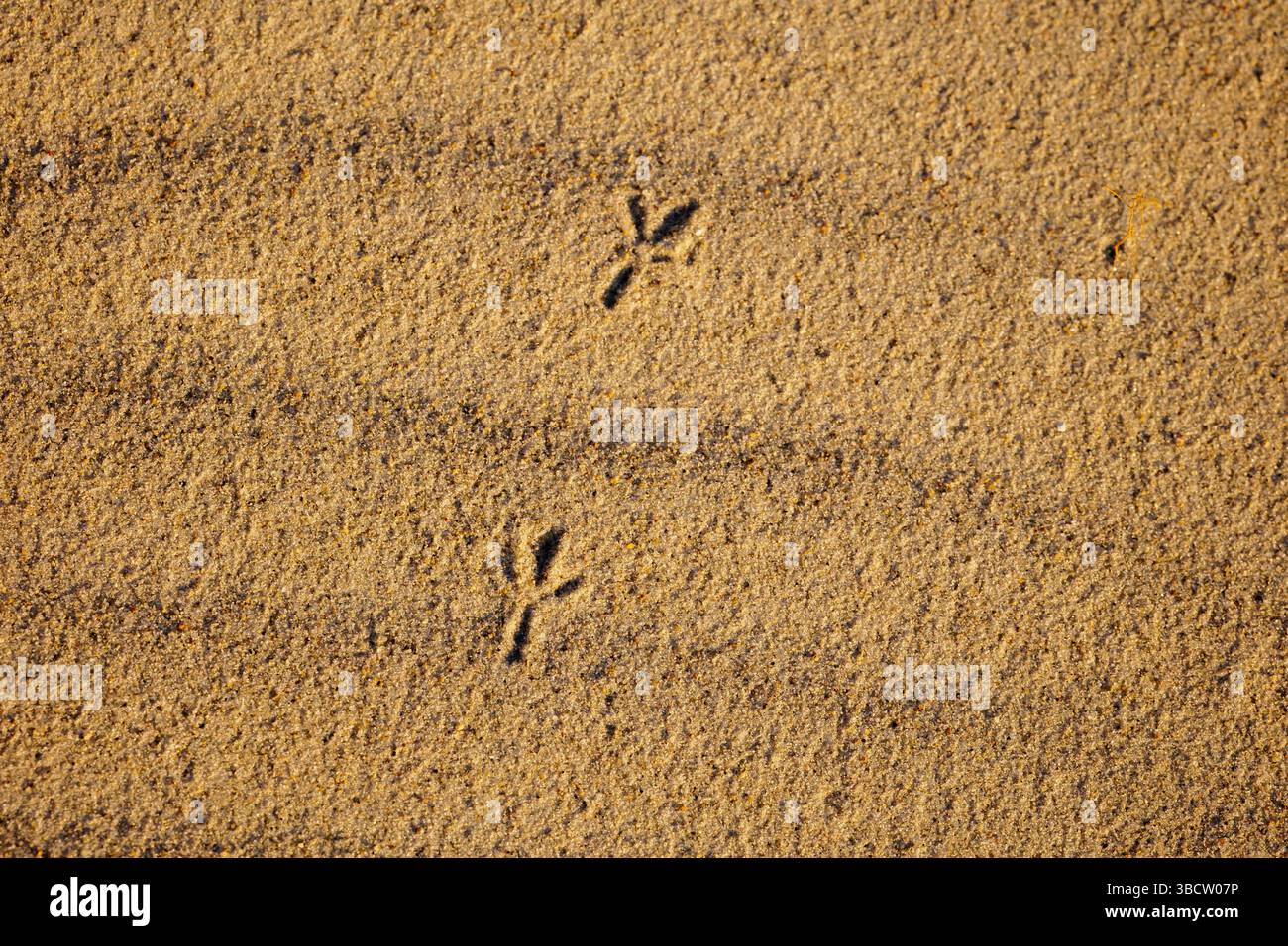 Bird tracks in the sand on the western beach. Born am Darss, May 16