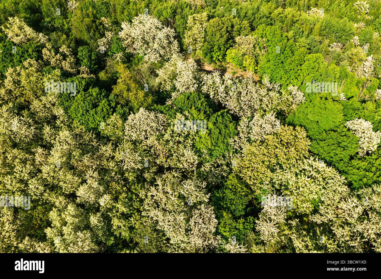 A deciduous forest in spring seen from above Stock Photo