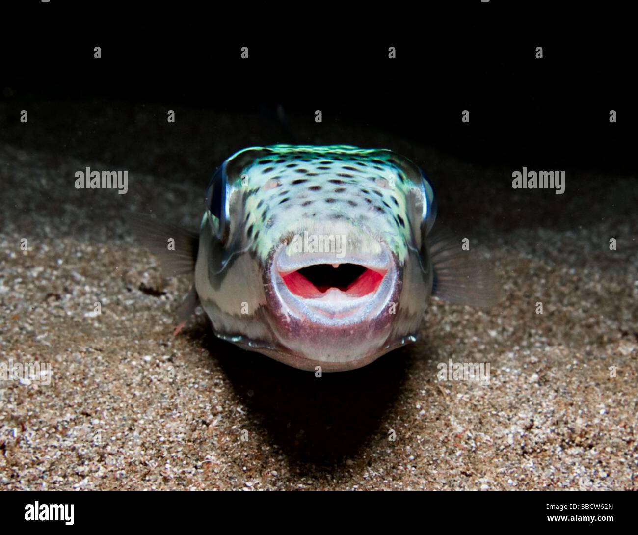 Extremely poisonous pufferfish Stock Photo