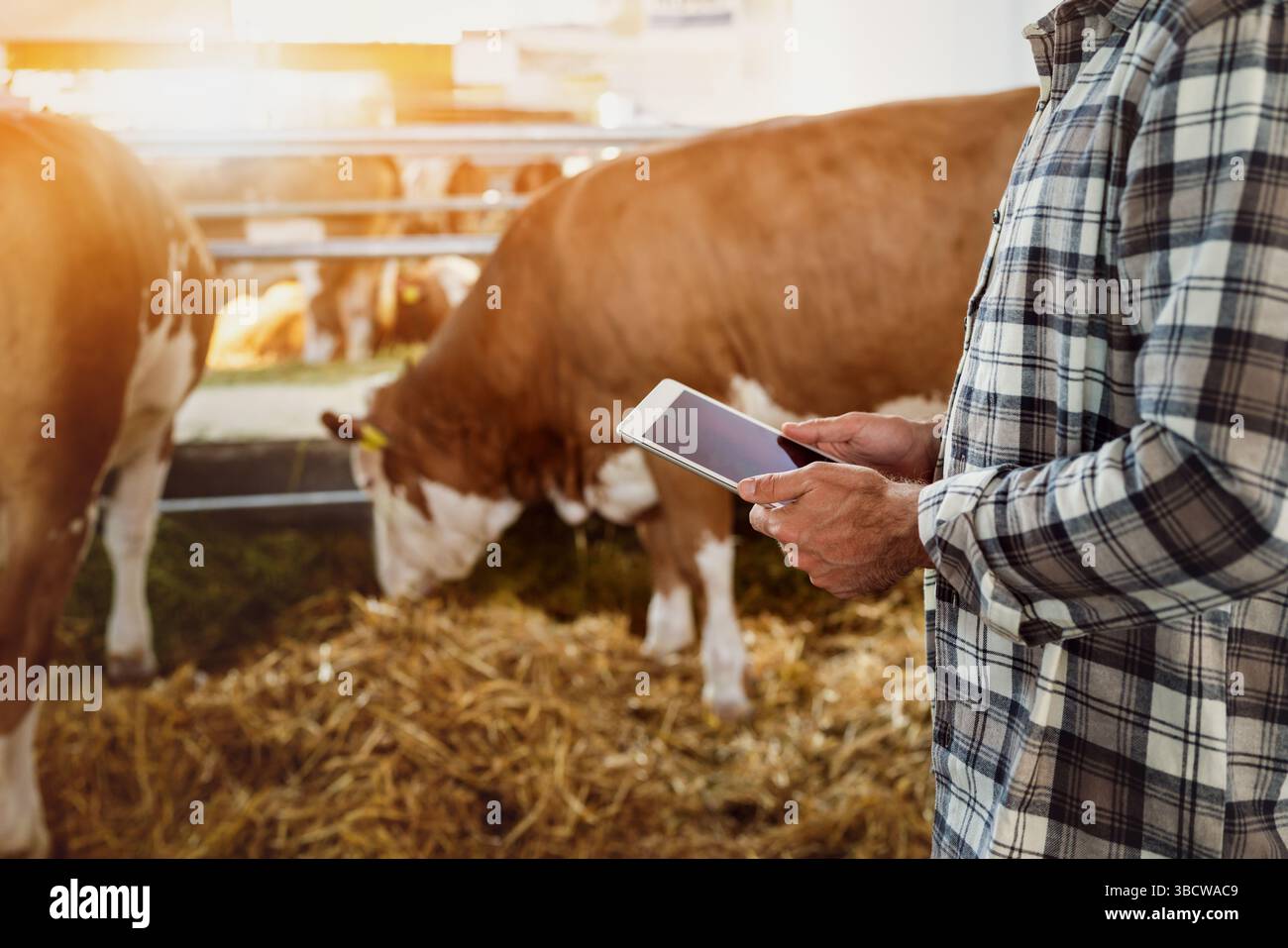 Male farmer using digital tablet to checking cows on modern livestock farm Stock Photo