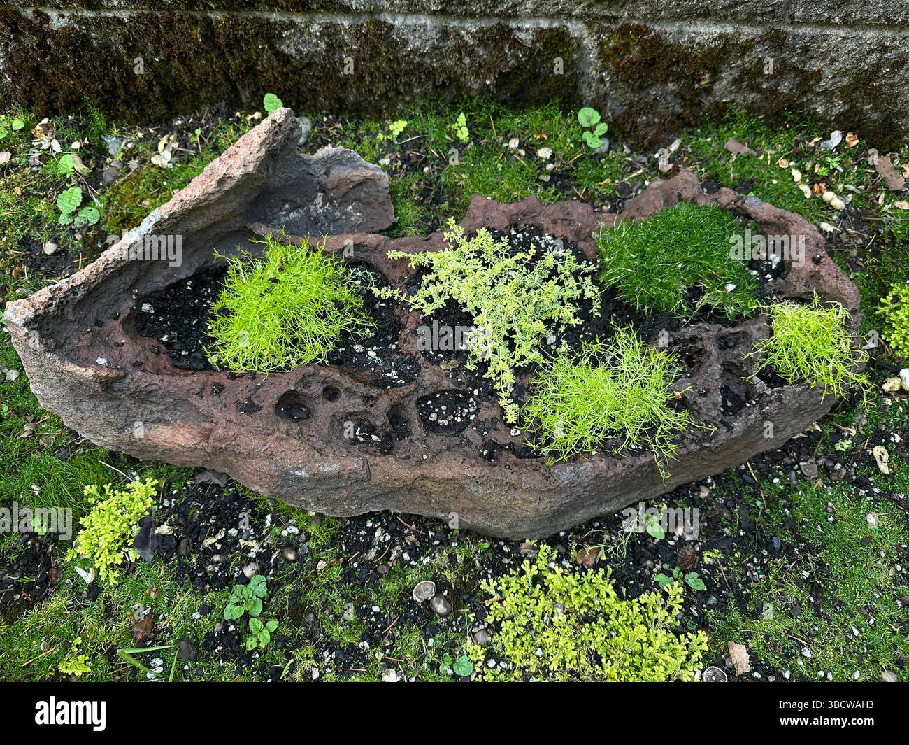 Moss growing in a pot rock (volcanic rock with holes) in a shade garden. Stock Photo