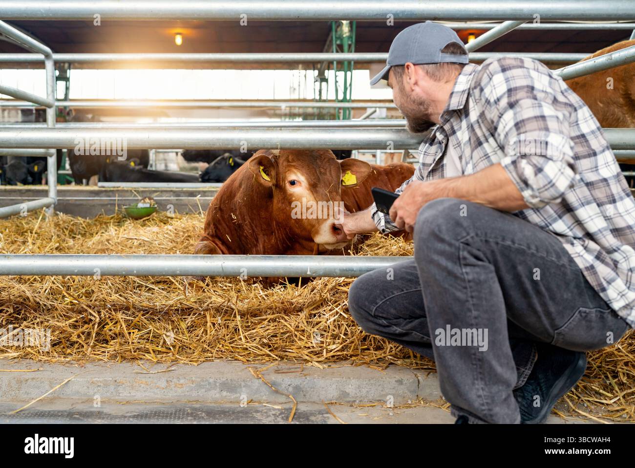 Male farmer inspecting cattle on livestock farm Stock Photo