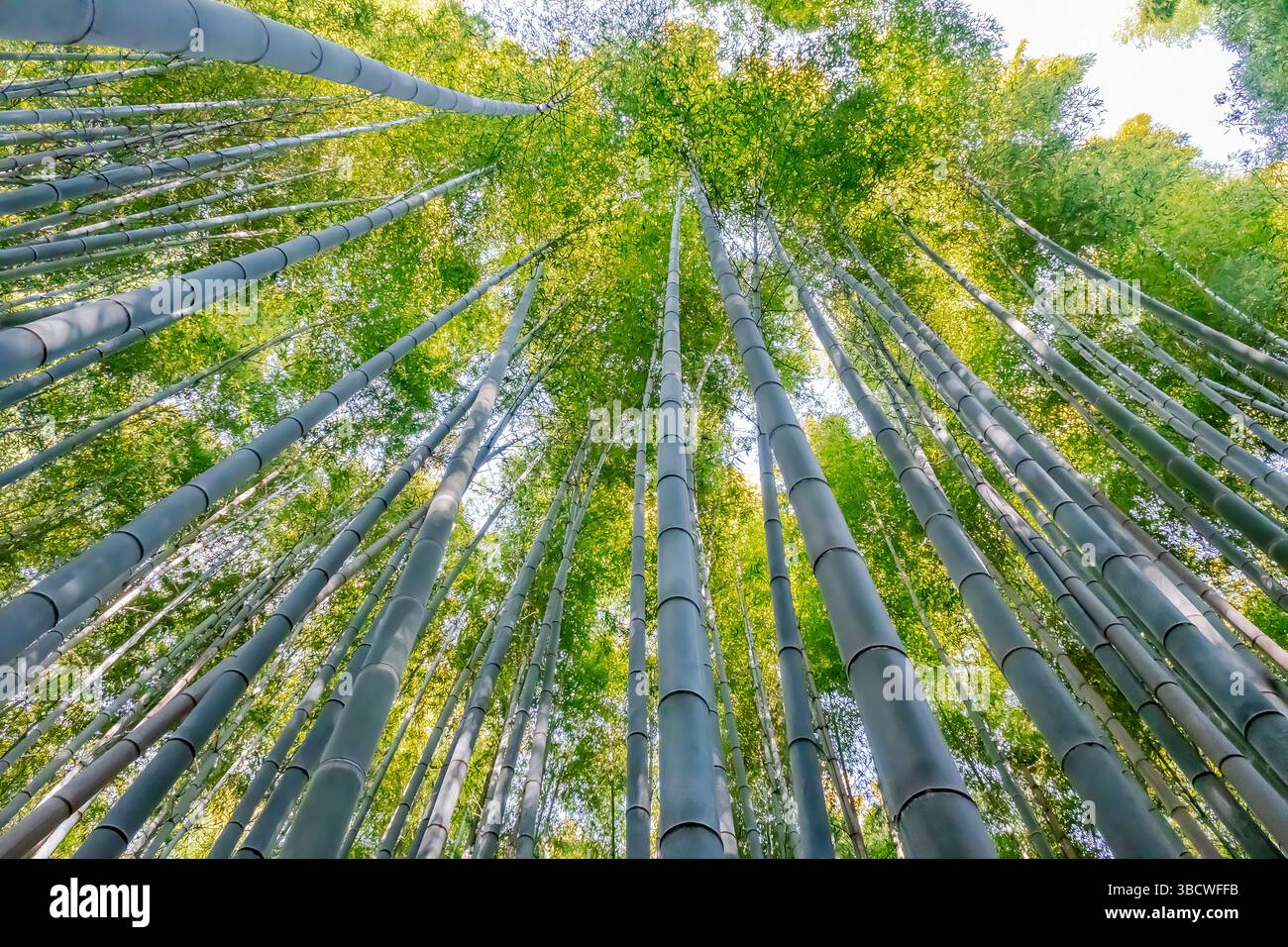 Sagano Bamboo Forest Arashiyama Kyoto Japan Stock Photo Alamy