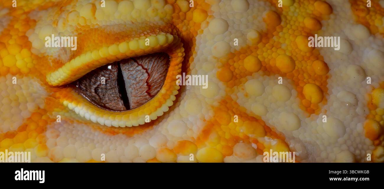 Leopard gecko (Albino). Stock Photo