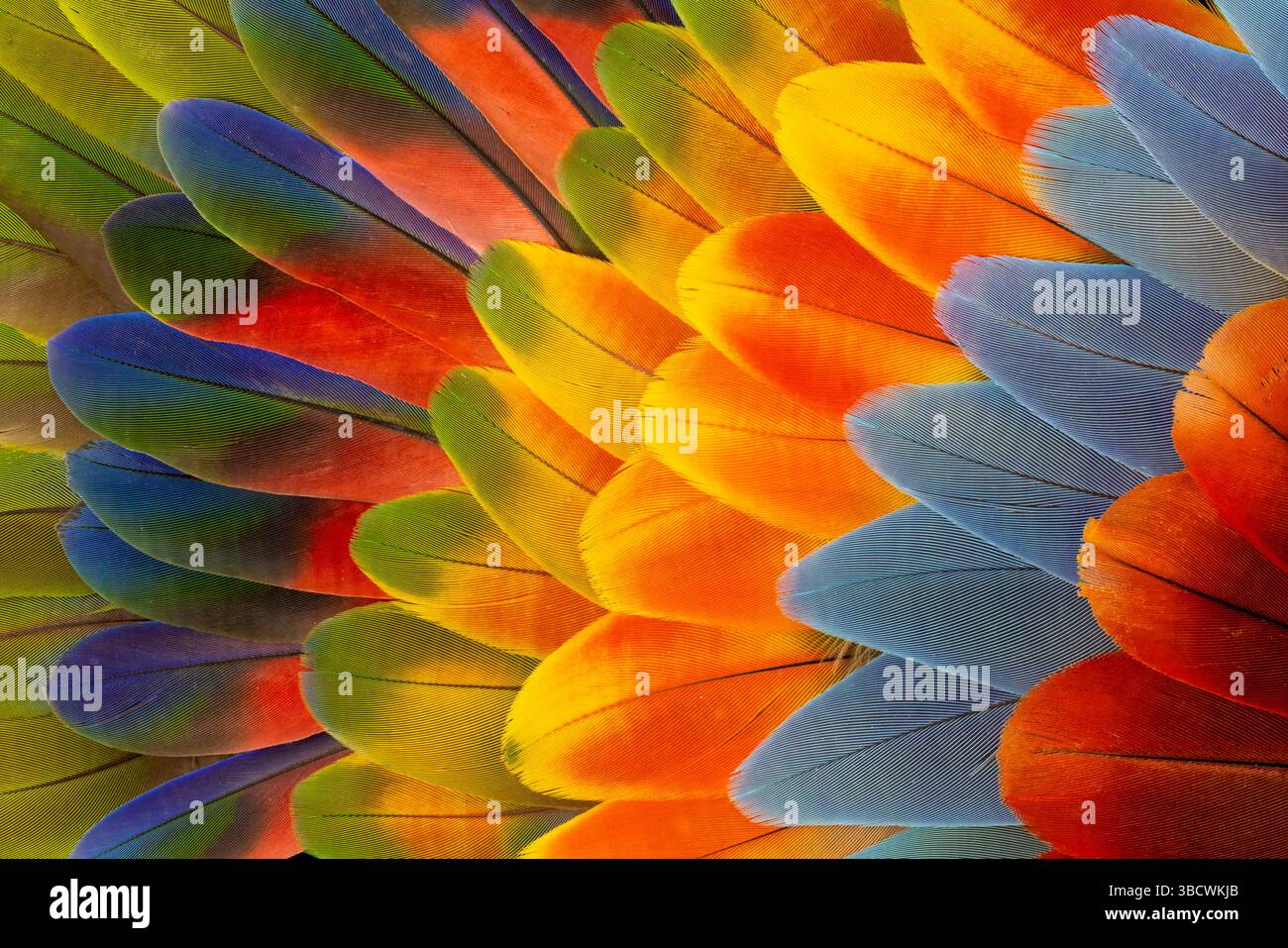 Feather design comprised of macaw feathers along with parrot feathers. Stock Photo