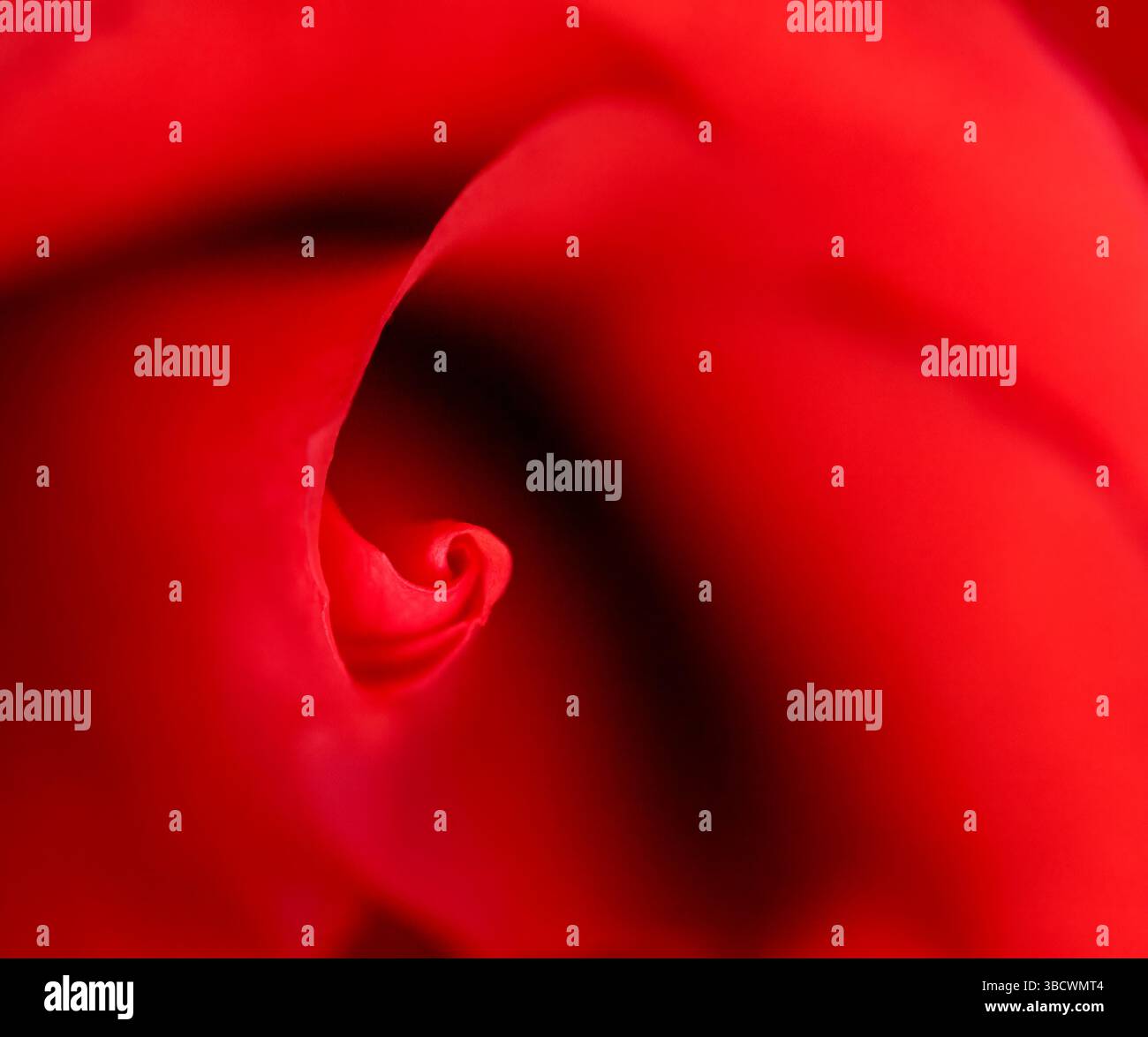 USA, Indiana. Close-up of red rose. Stock Photo