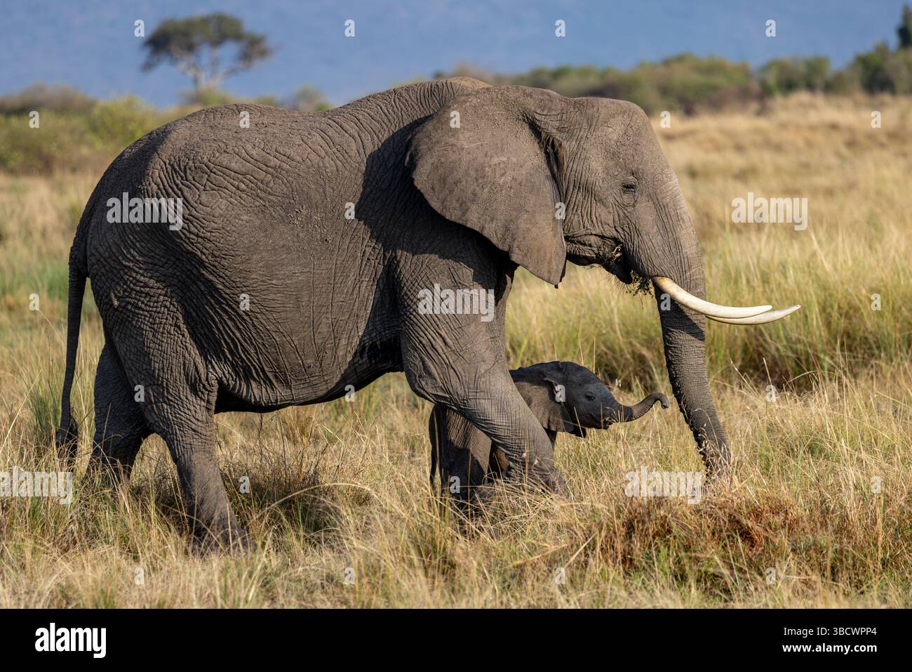 African bush elephant with calf Stock Photo - Alamy