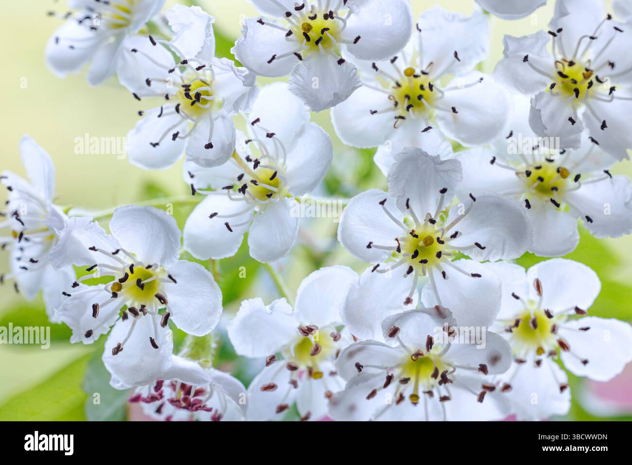 USA, Washington State, Seabeck. Hawthorn blossoms close-up. Stock Photo
