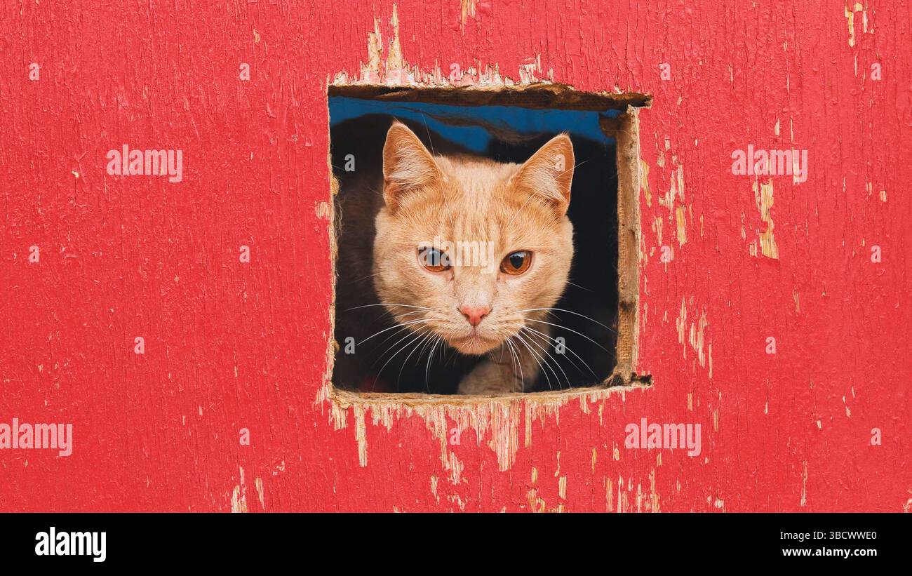 Curious ginger cat peeking through hole in red wooden fence Stock Photo