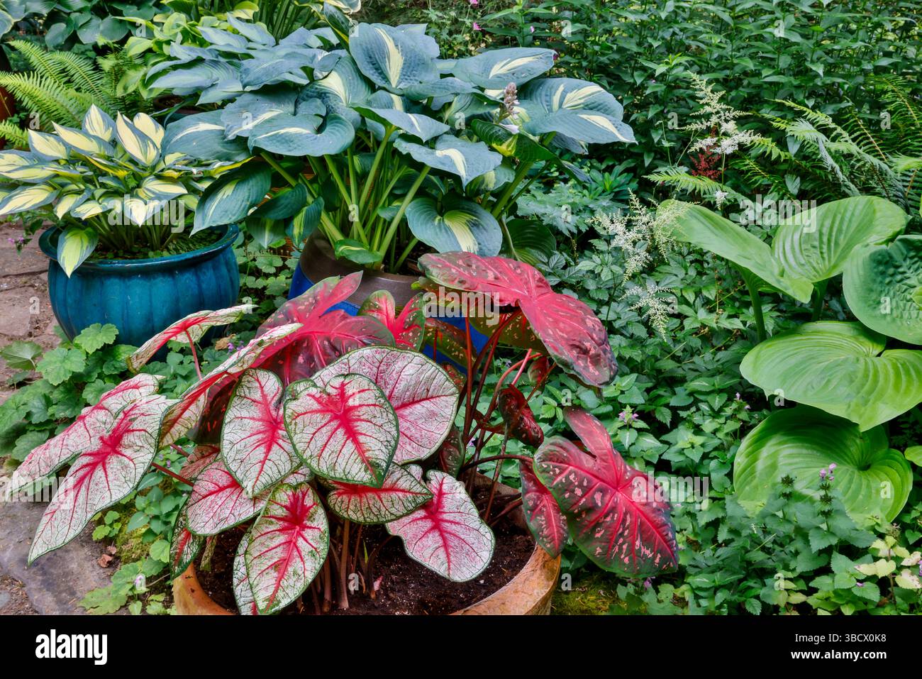 USA, Washington State, Sammamish. Garden with flower pots of caladiums and hosta Stock Photo
