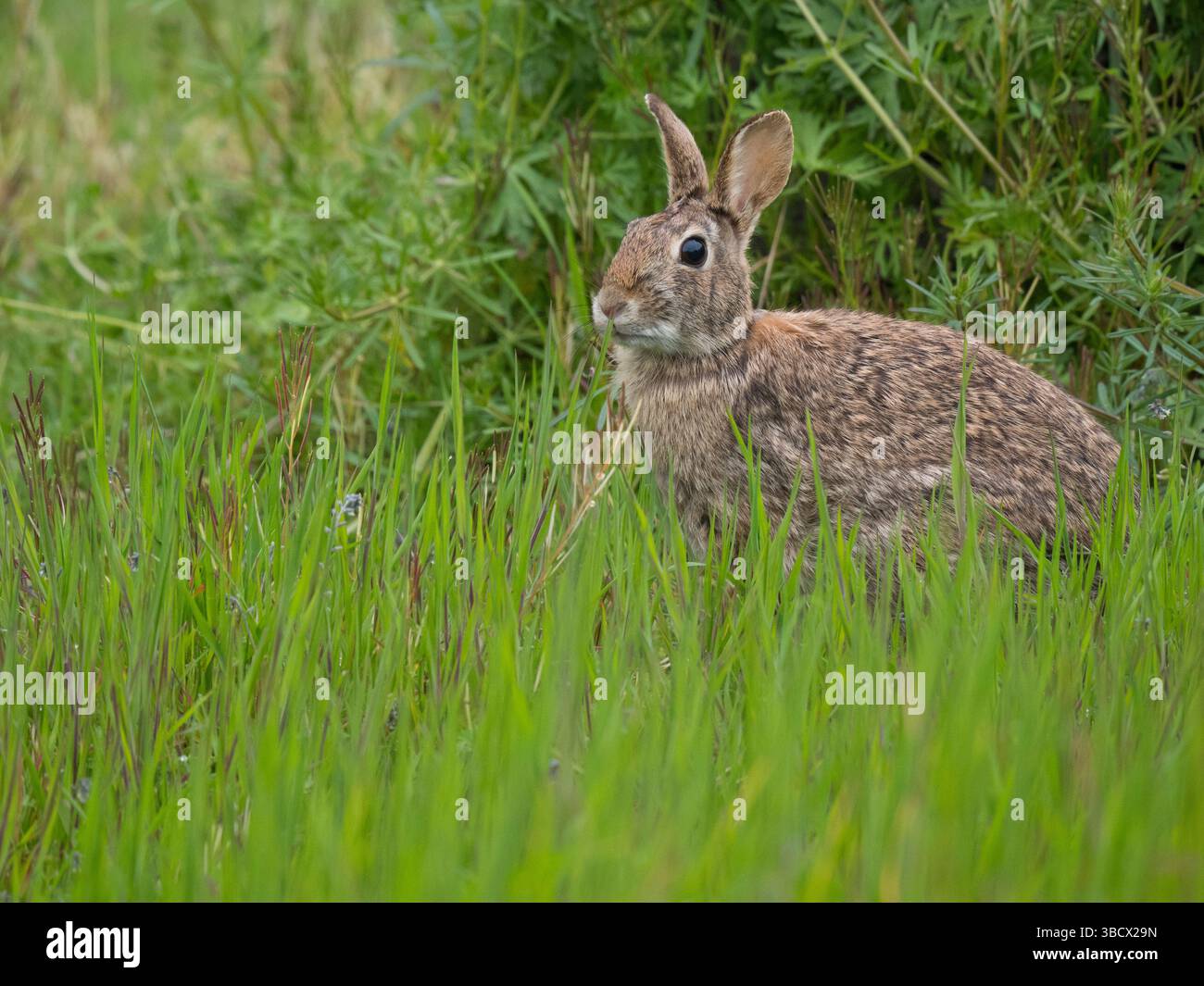 Washington State, Juanita Bay Park. Eastern cottontail rabbit sitting in tall green grass Stock Photo