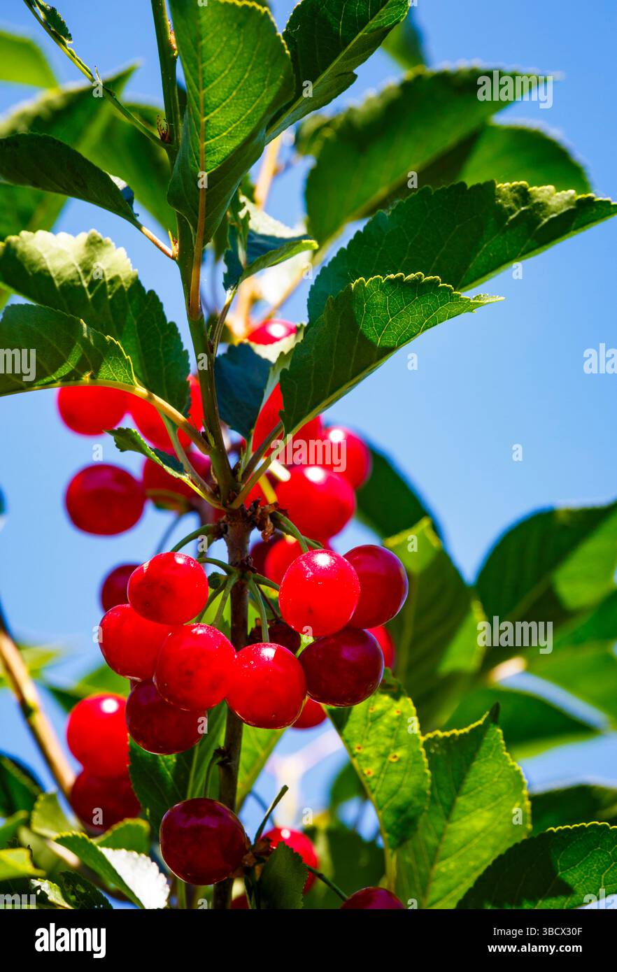 Cherries on the branch, Yakima, Washington State, USA. Stock Photo