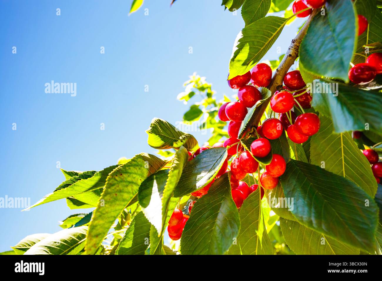 Cherries on the branch, Yakima, Washington State, USA. Stock Photo