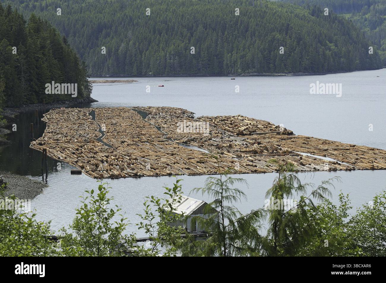 Logging activity, mass of floating logs, awaiting transportation ...